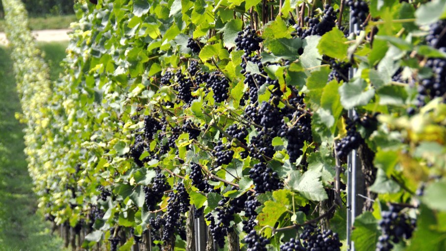 Витис калифорника