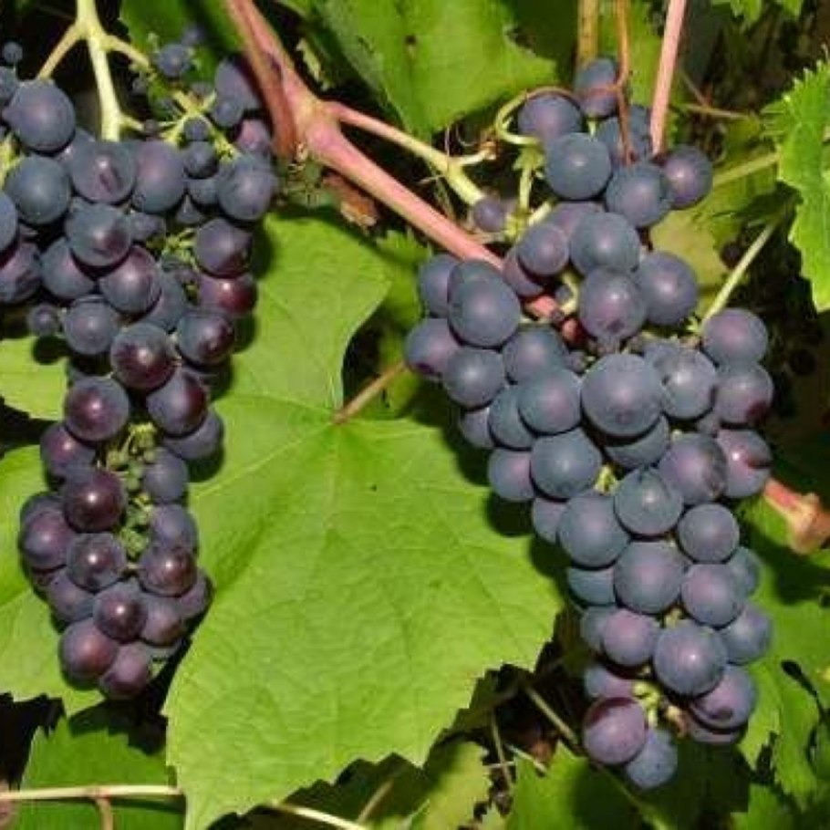 Виноград на юге России