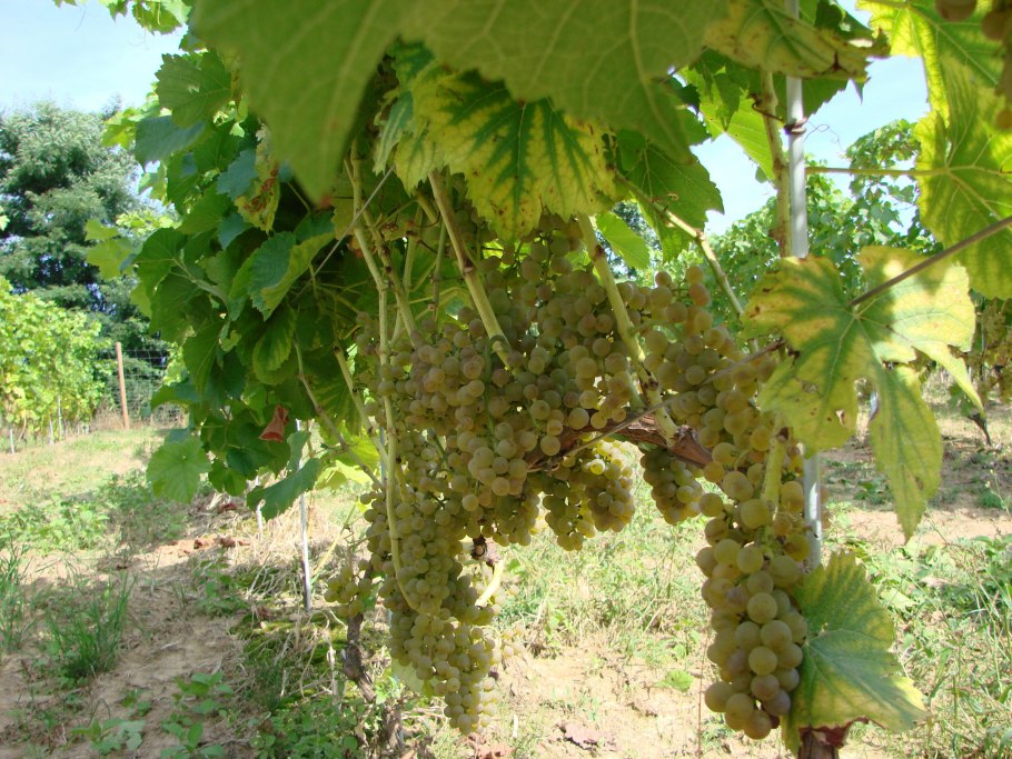 Зайбер виноград