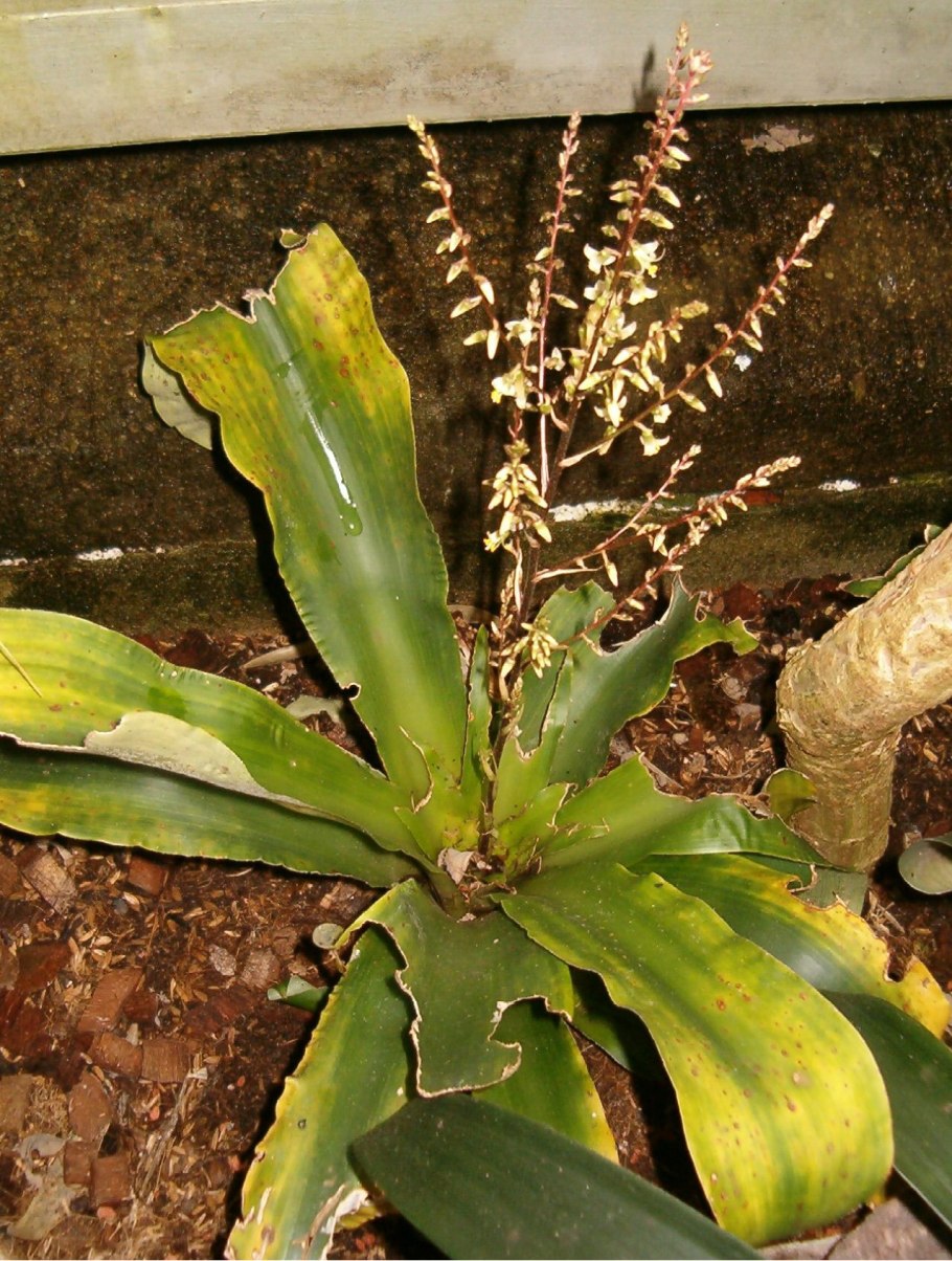 Протея cynaroides King