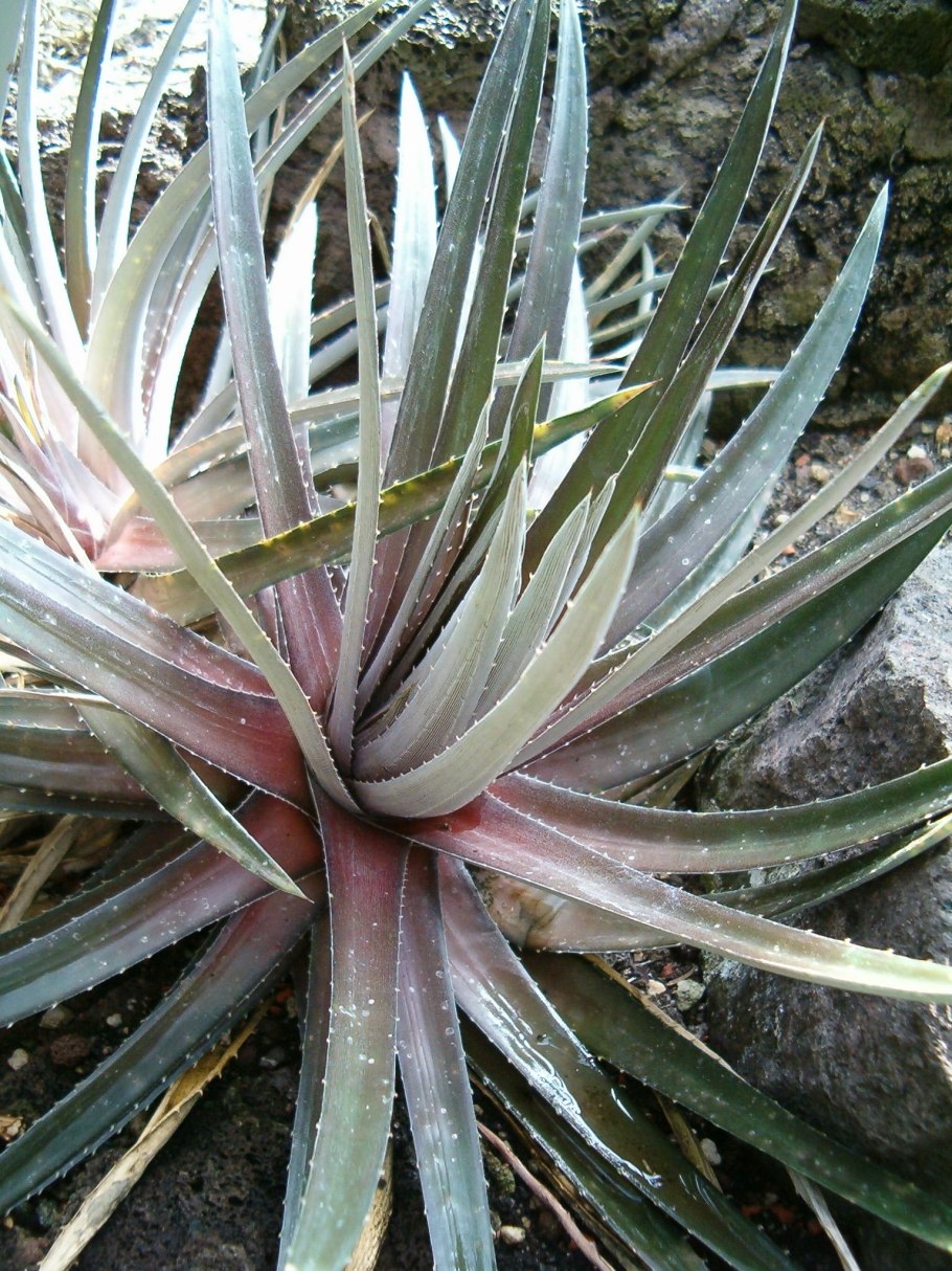 Fosterella rusbyi
