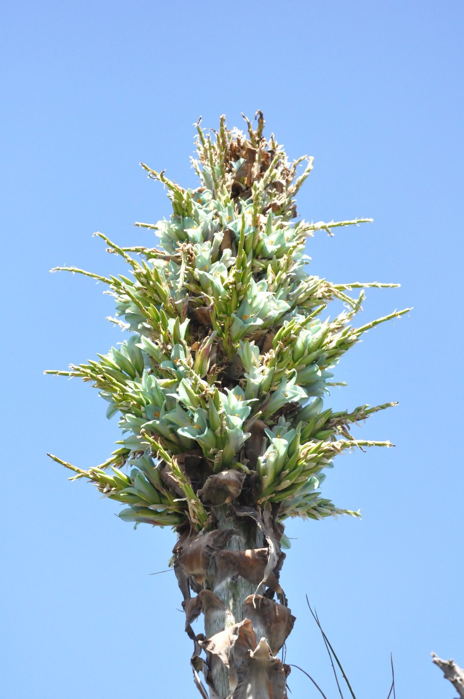 Dyckia velascana