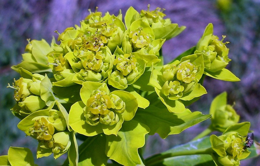 Птеридофиллум Pteridophyllum