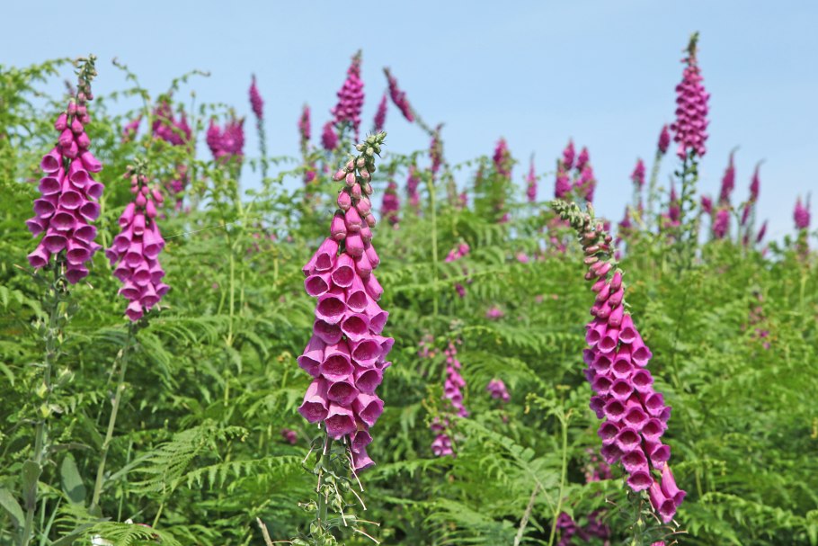 Любисток Levisticum officinalis