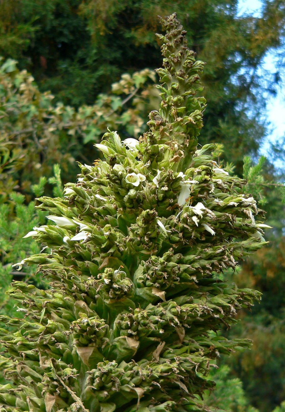 Abromeitiella brevifolia