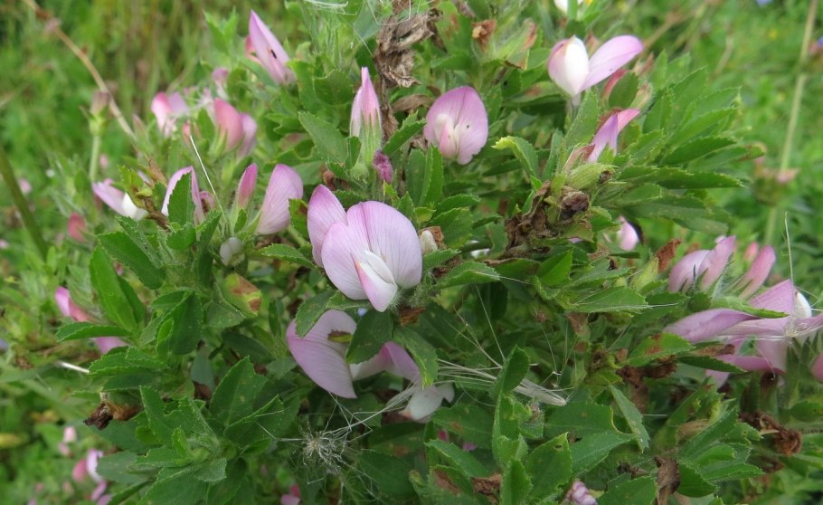 Стальник полевой