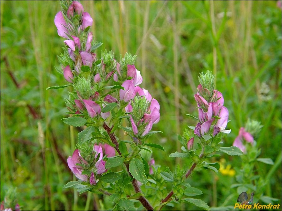 Стальник полевой