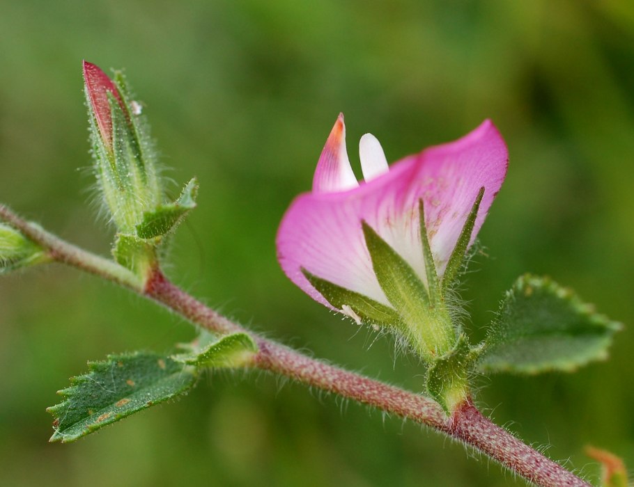 Стальник трава