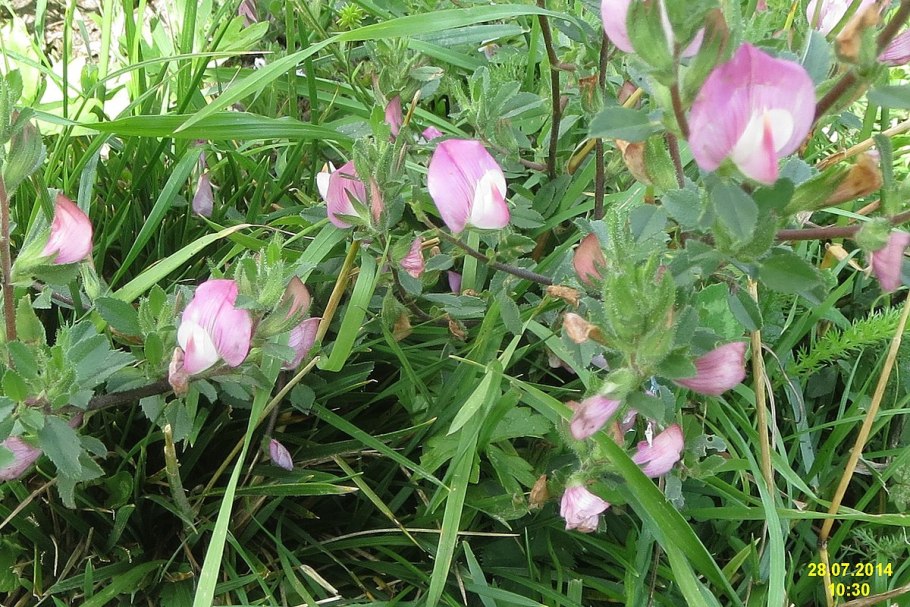 Стальник полевой Фармакогнозия