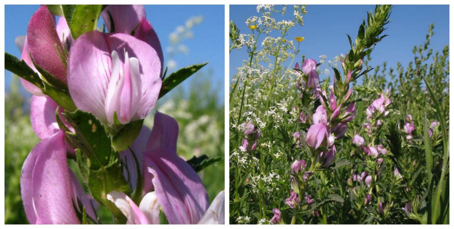 Стальник колючий