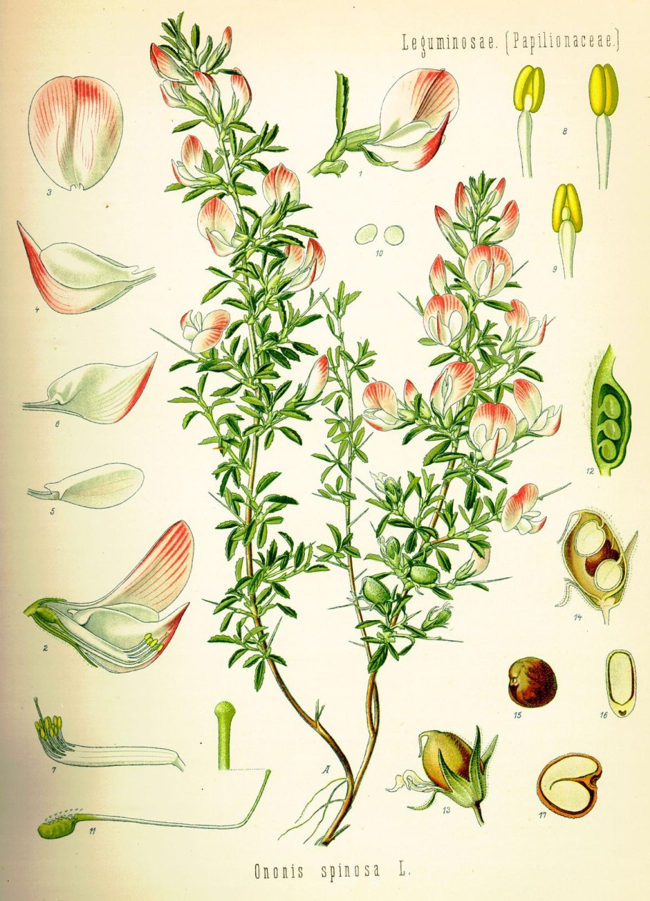 11. Стальник полевой