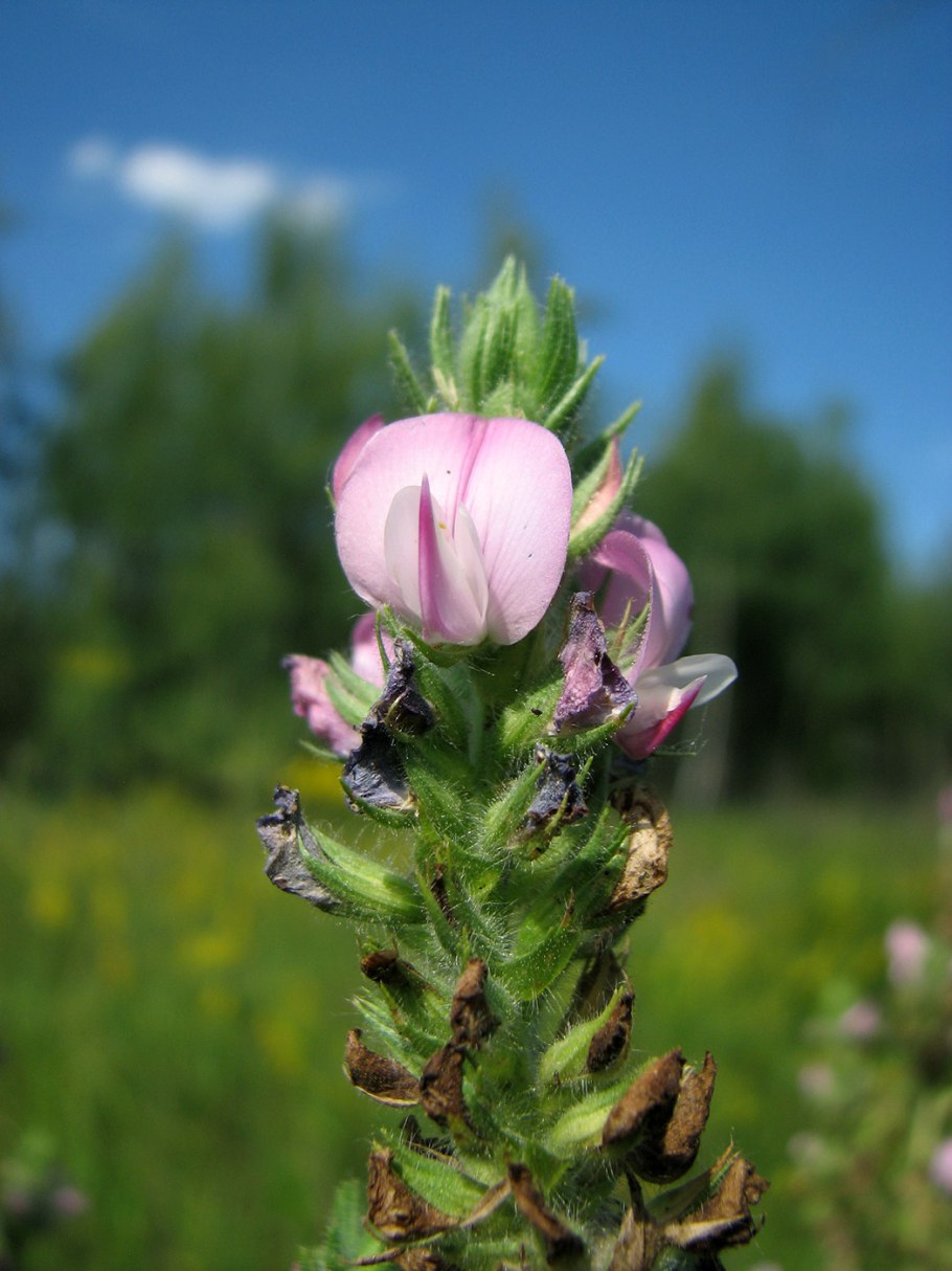 Щебрушка Полевая