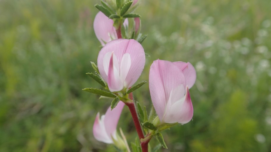 Стальник полевой