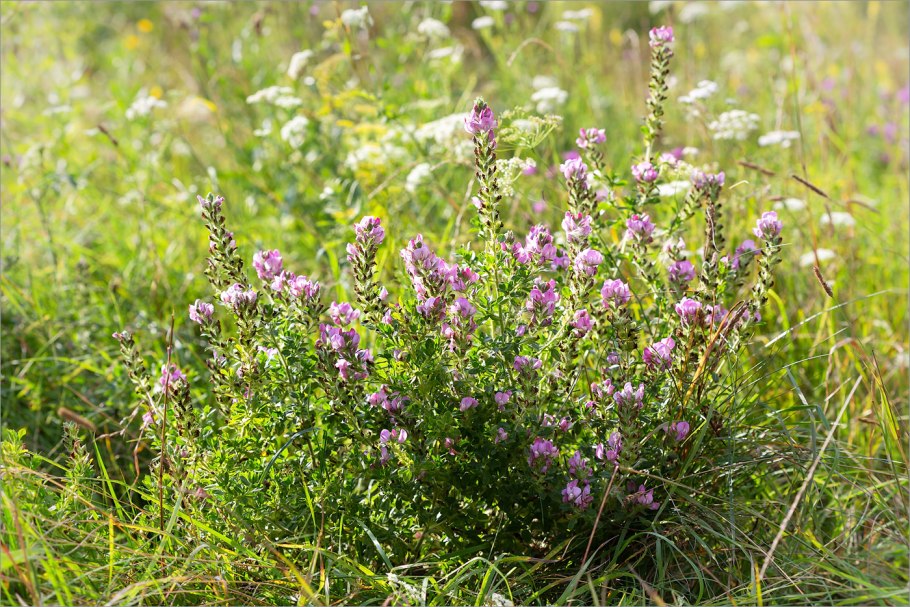 Стальник колючий
