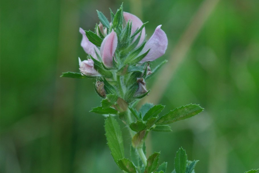 Чина Приморская