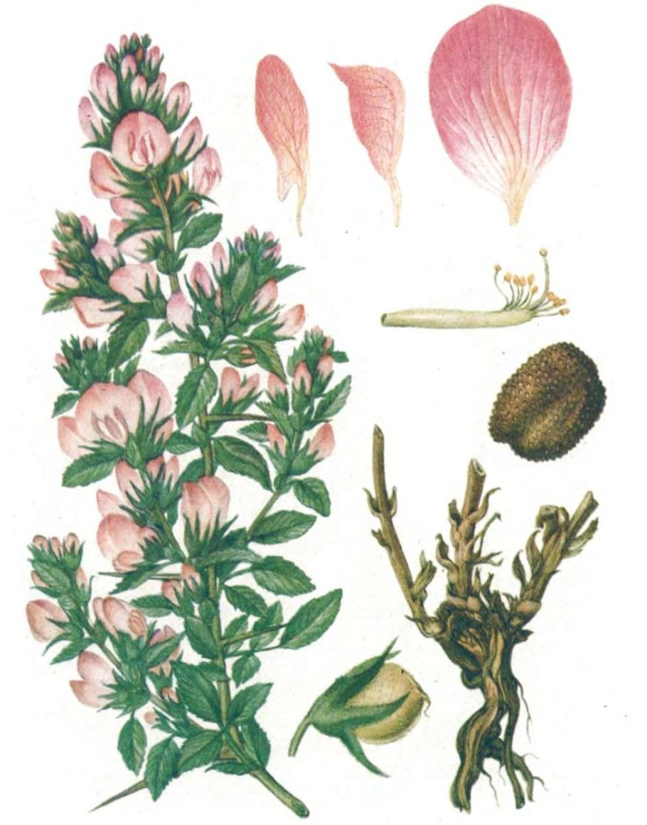 Стальник полевой