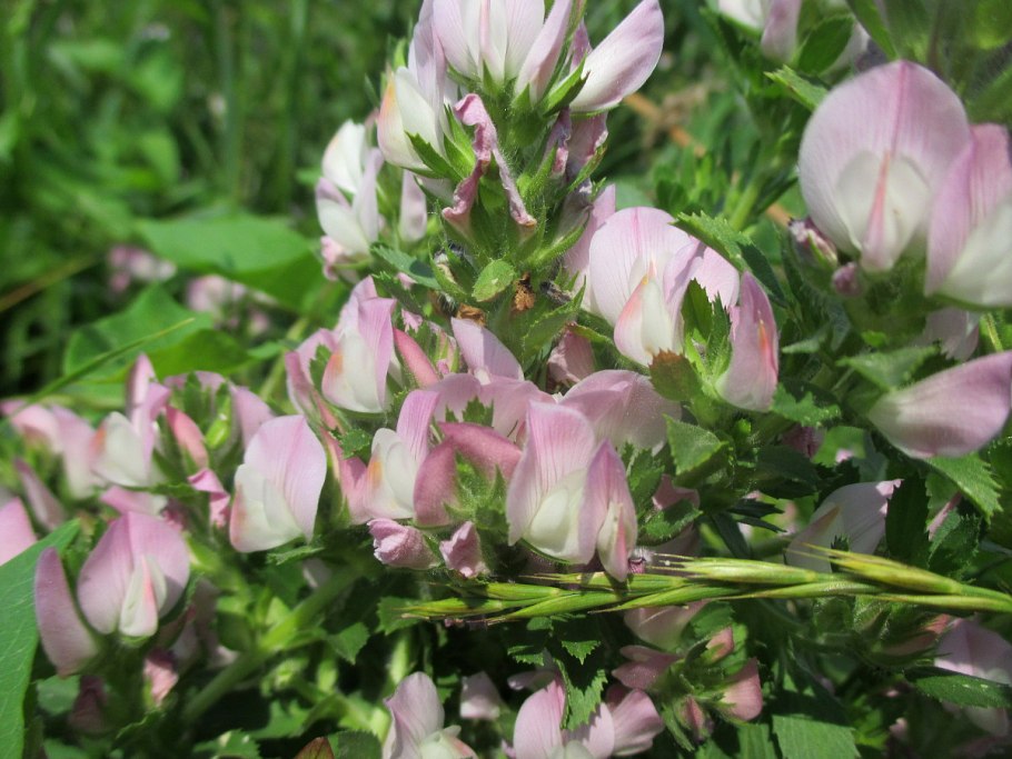 Стальник маленький