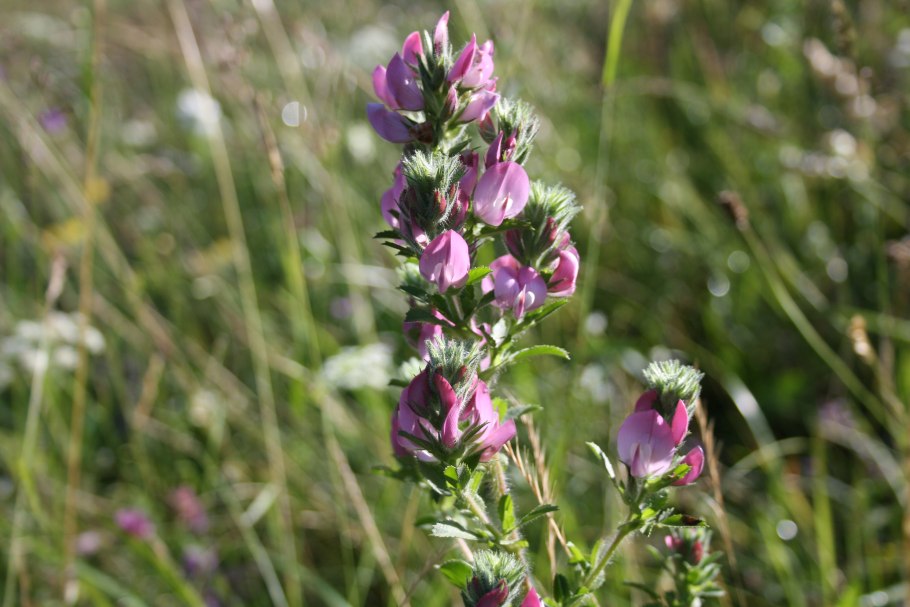 Стальник полевой трава
