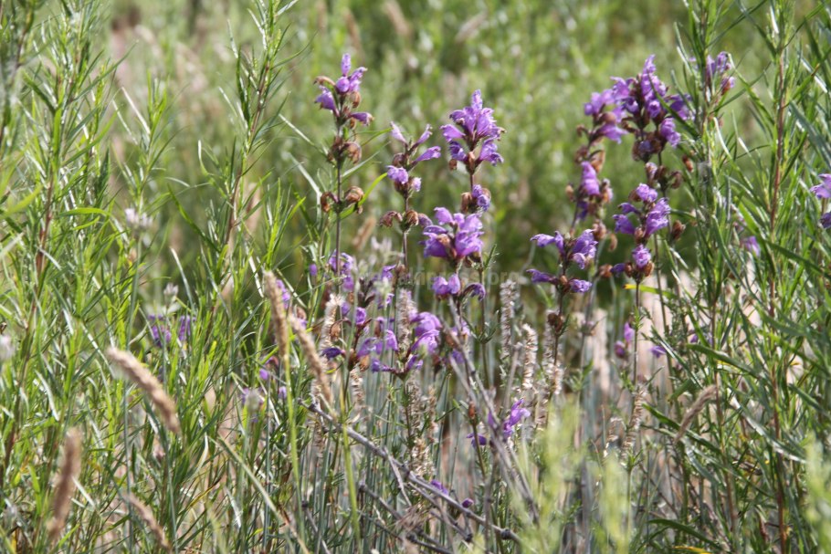 Стальник полевой