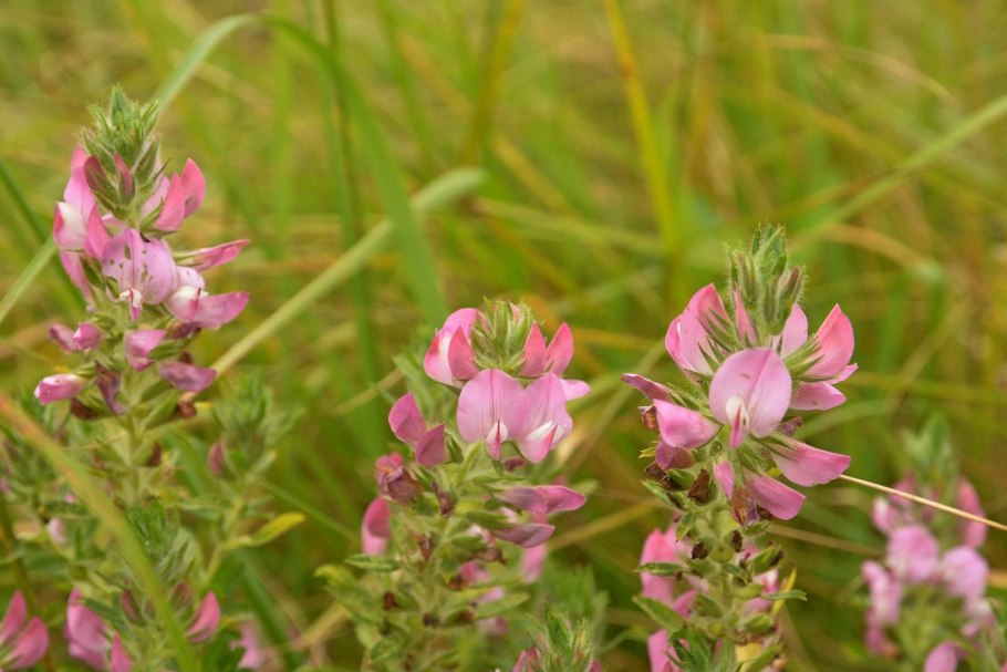 Стальник полевой