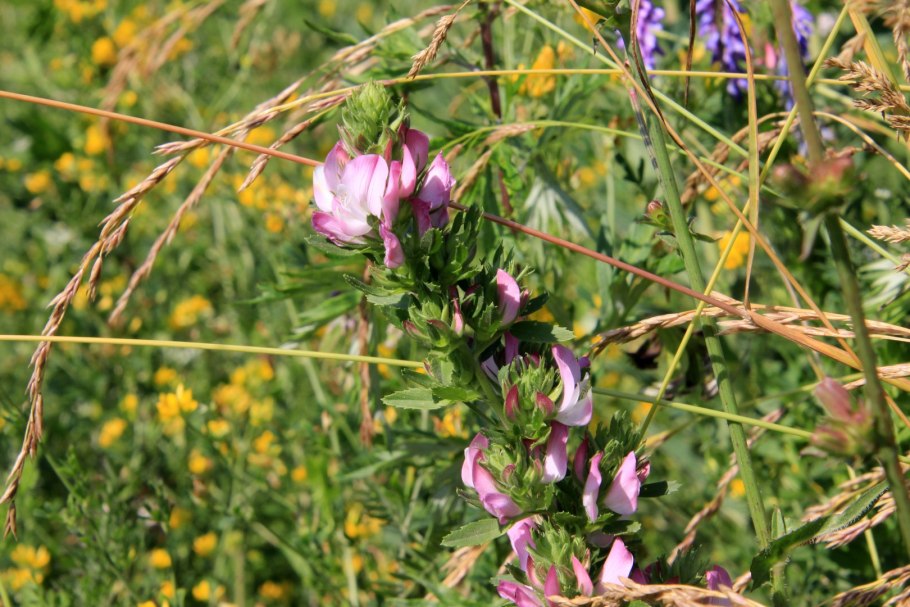 Стальник полевой ботаника
