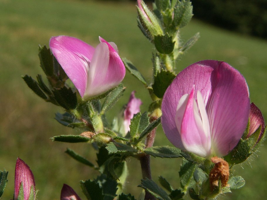 Ononis spinosa