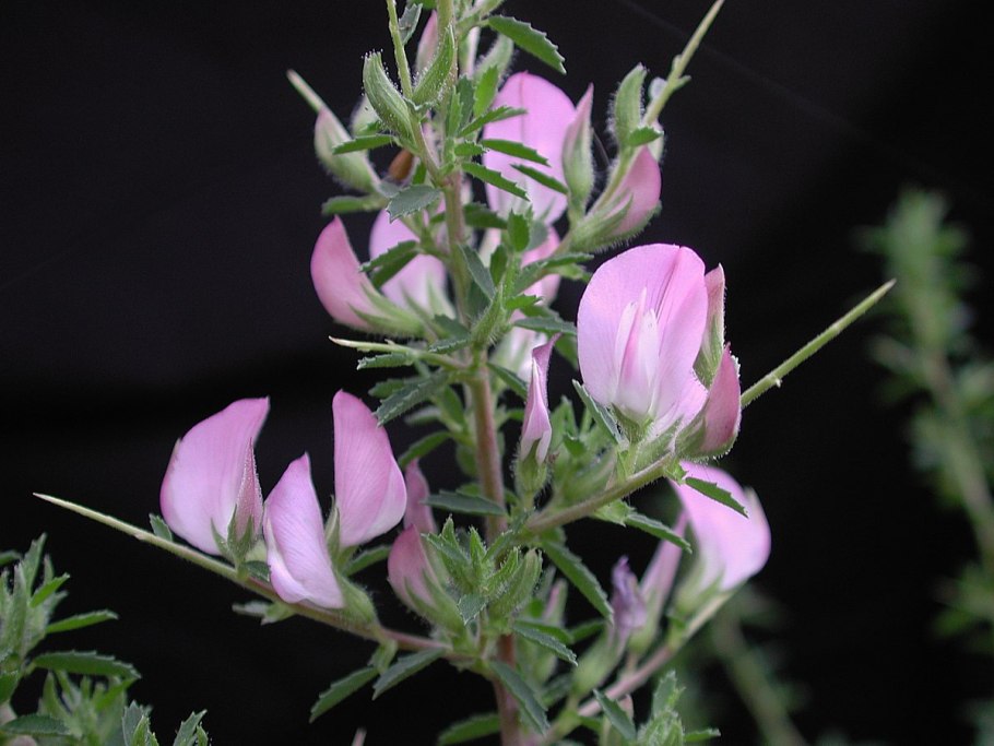 Стальник колючий (Ononis spinosa l.)