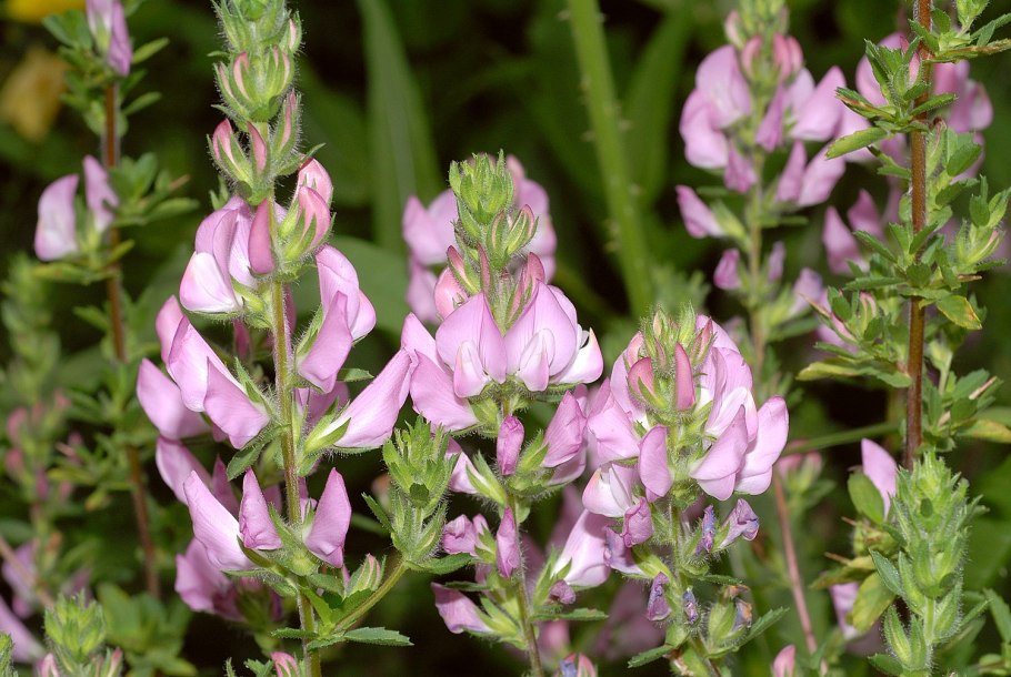 Стальник ползучий