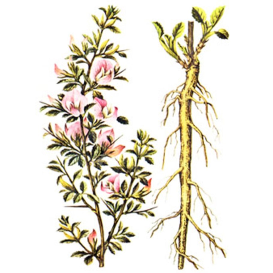 Стальник полевой