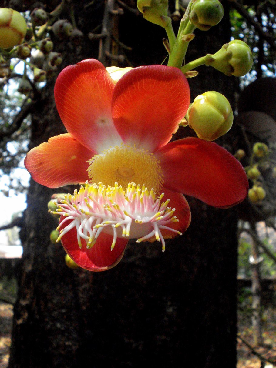 Балау дерево