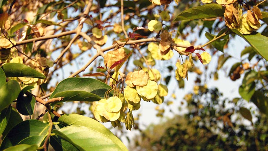 Шорея кистевая