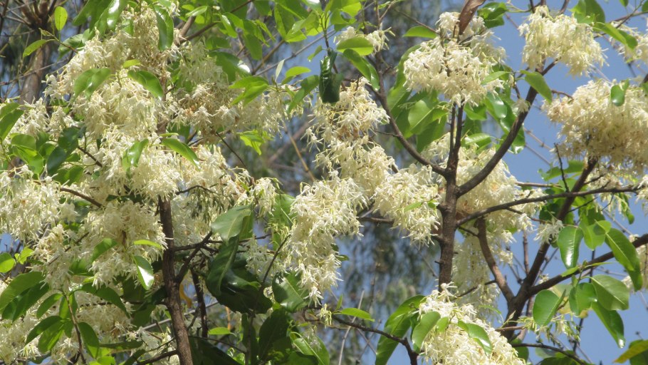 Sal дерево Shorea robusta