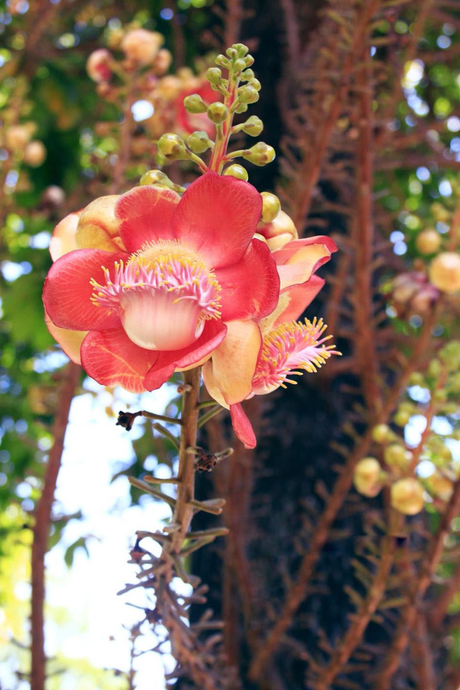 Курупита гвианская