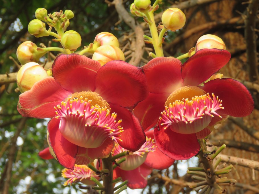 Сал (Shorea robusta)