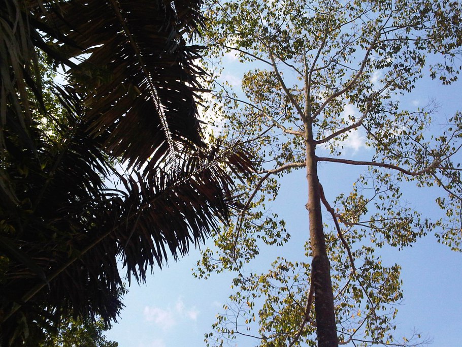 Шорея беловатая