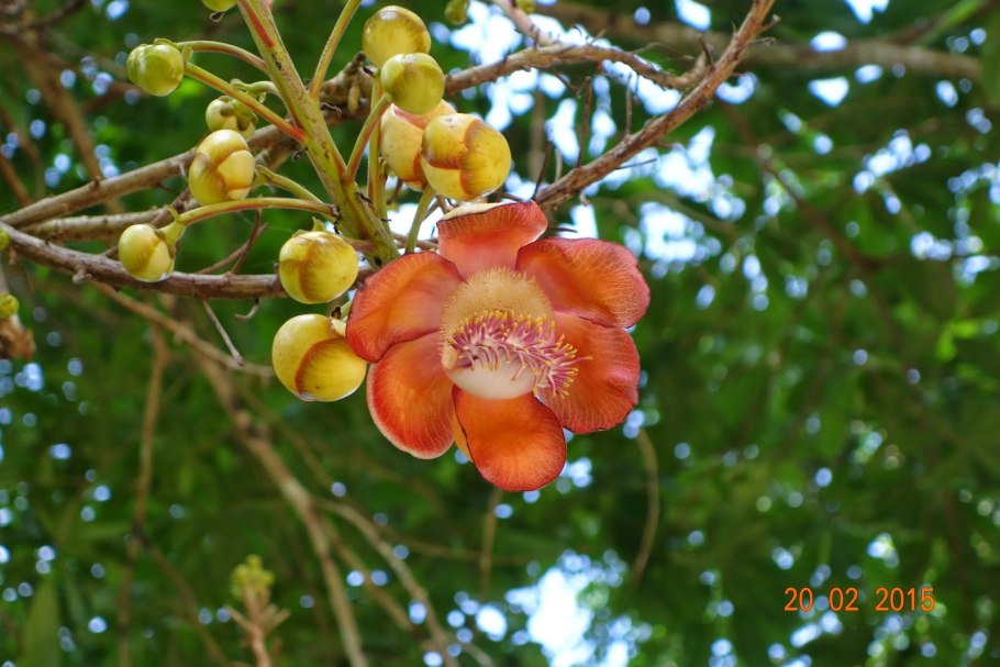 Саловое дерево фото