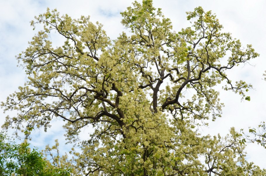Shorea robusta дерево