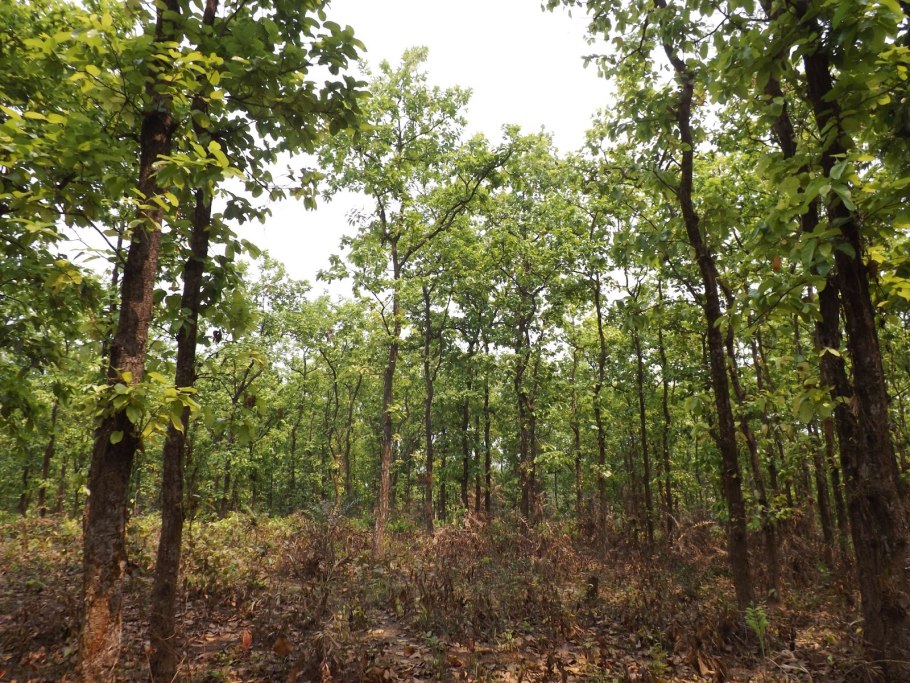 Масло шореа