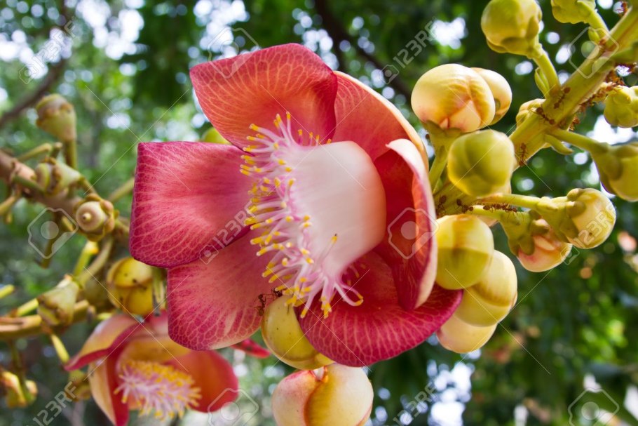 Couroupita guianensis