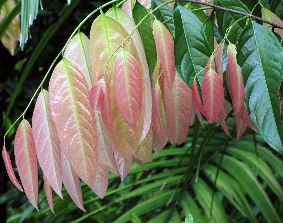 Шорея исполинская