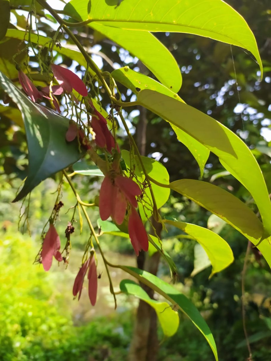 Дерево Будды с розовыми цветами