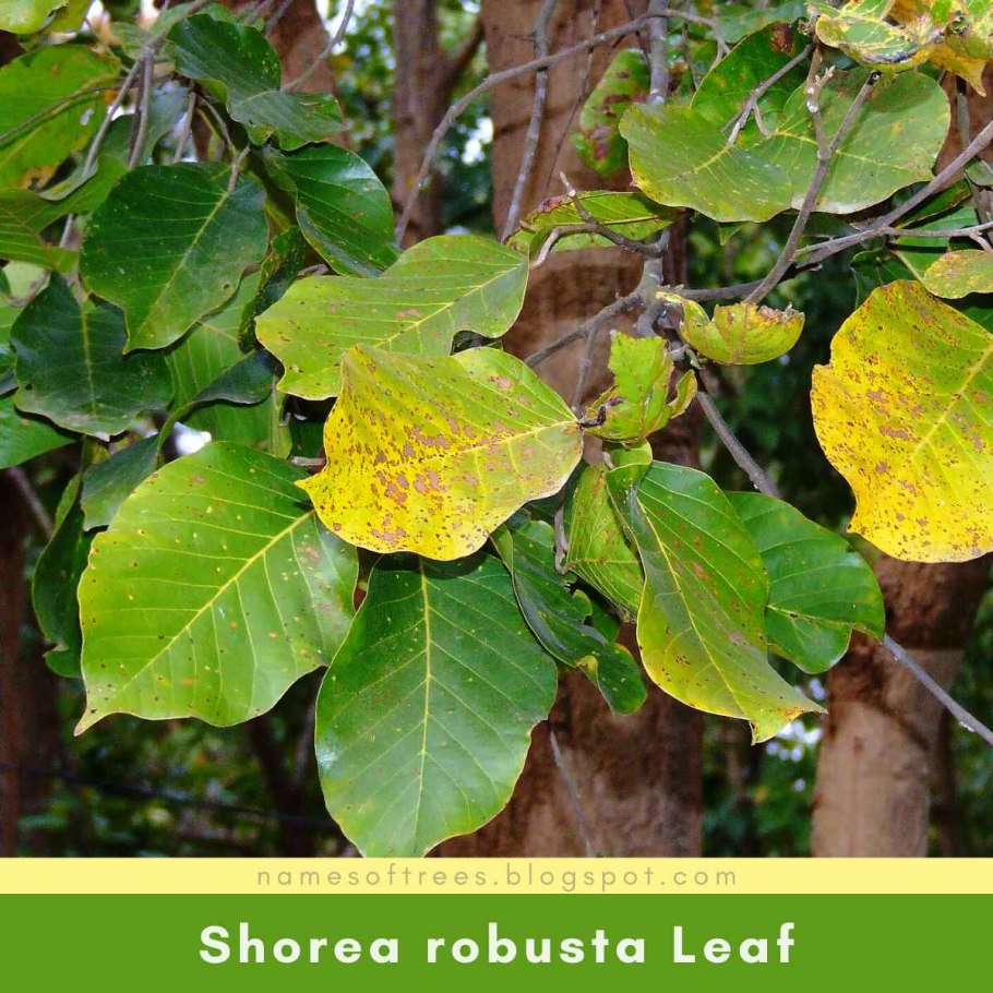 Курупита гвианская фото