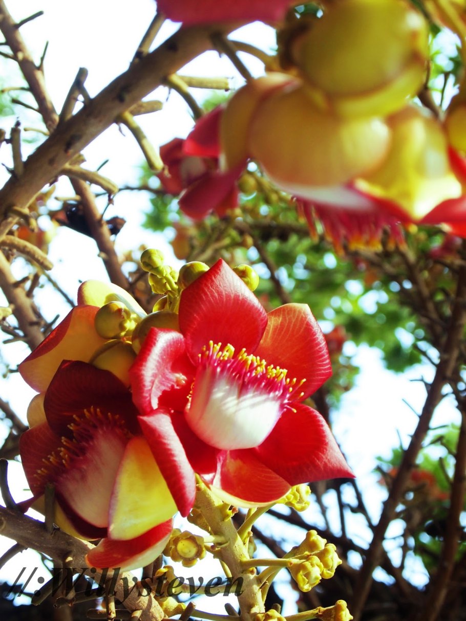 Сал (Shorea robusta)