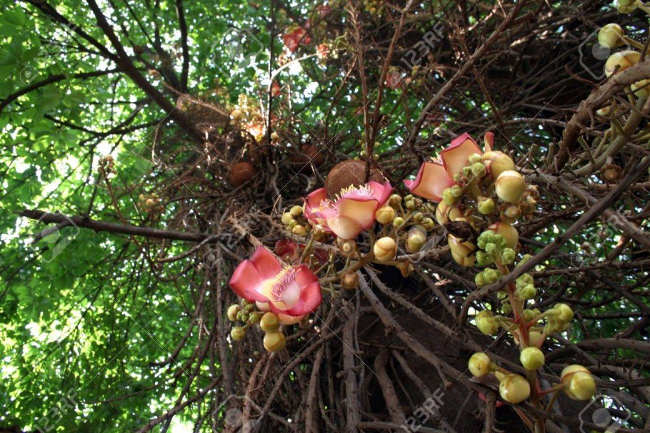 Шорея дерево