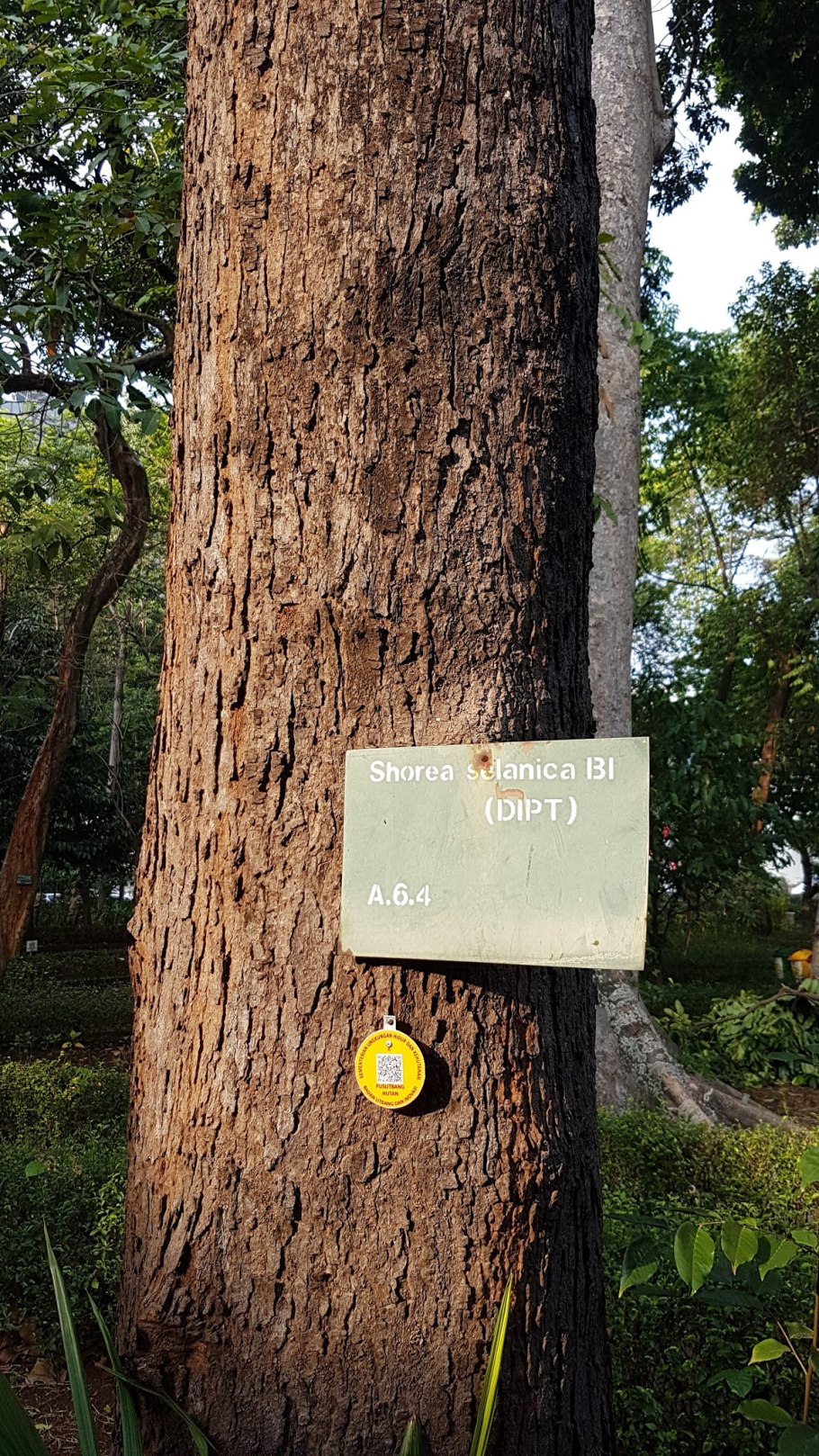 Дерево анчар ядовитый