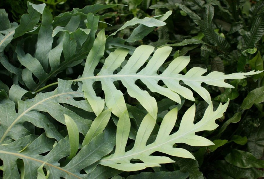 Папоротник Полиподиум