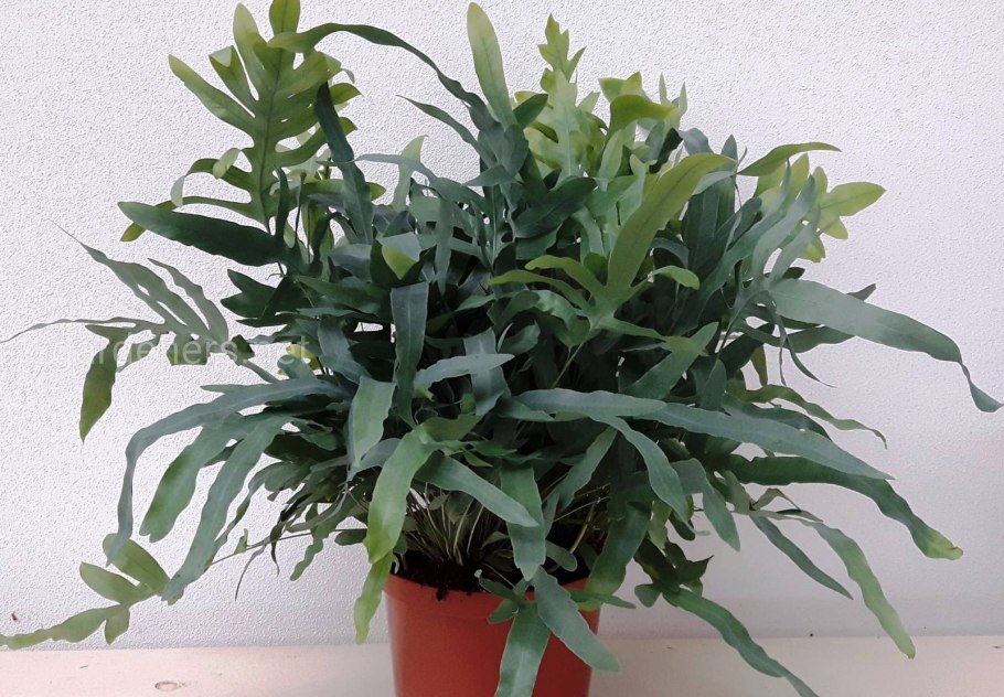 Флебодиум голубая звезда