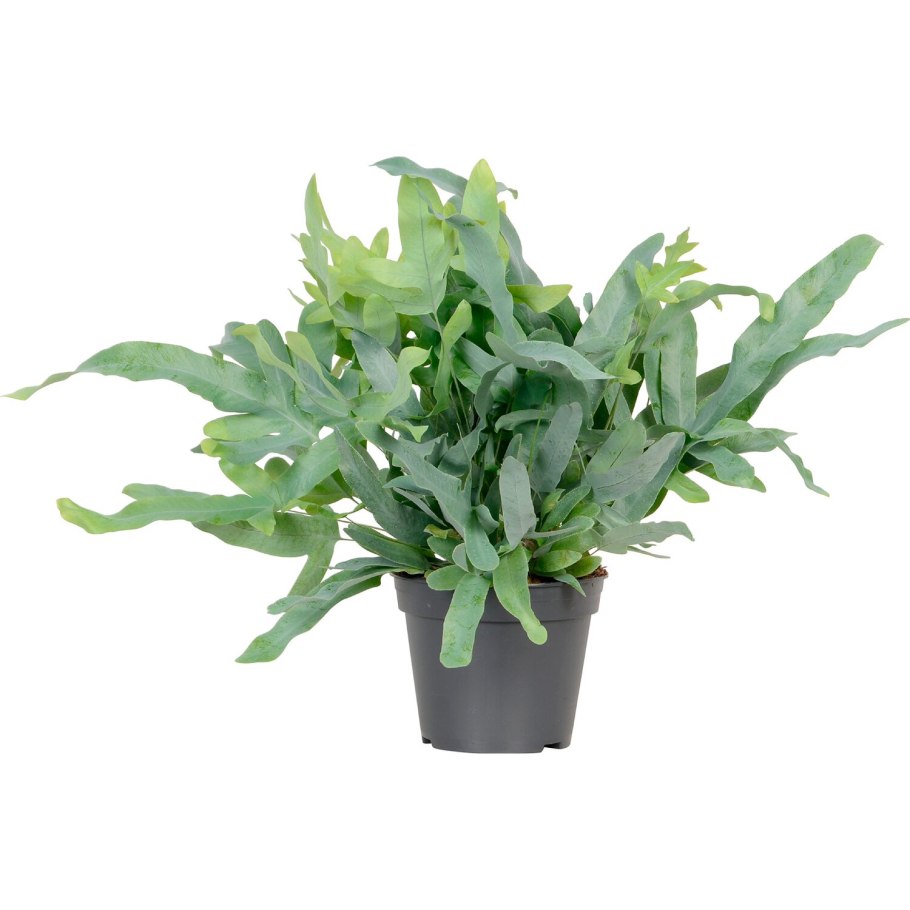 Папоротник Phlebodium