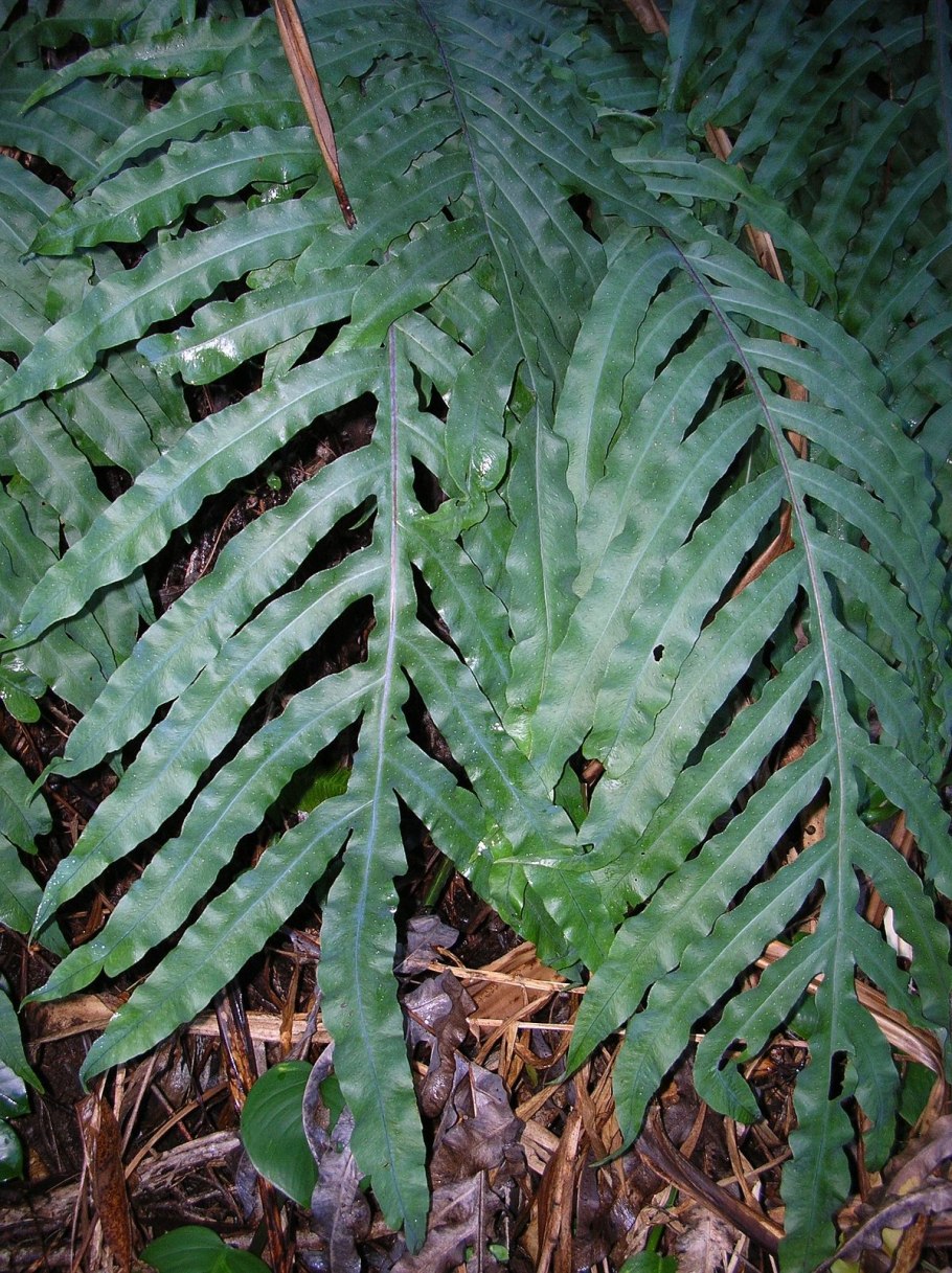 Phlebodium Aureum Mandaianum