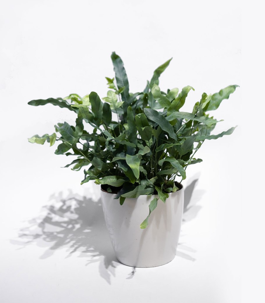 Флебодиум Ауреум мандианум